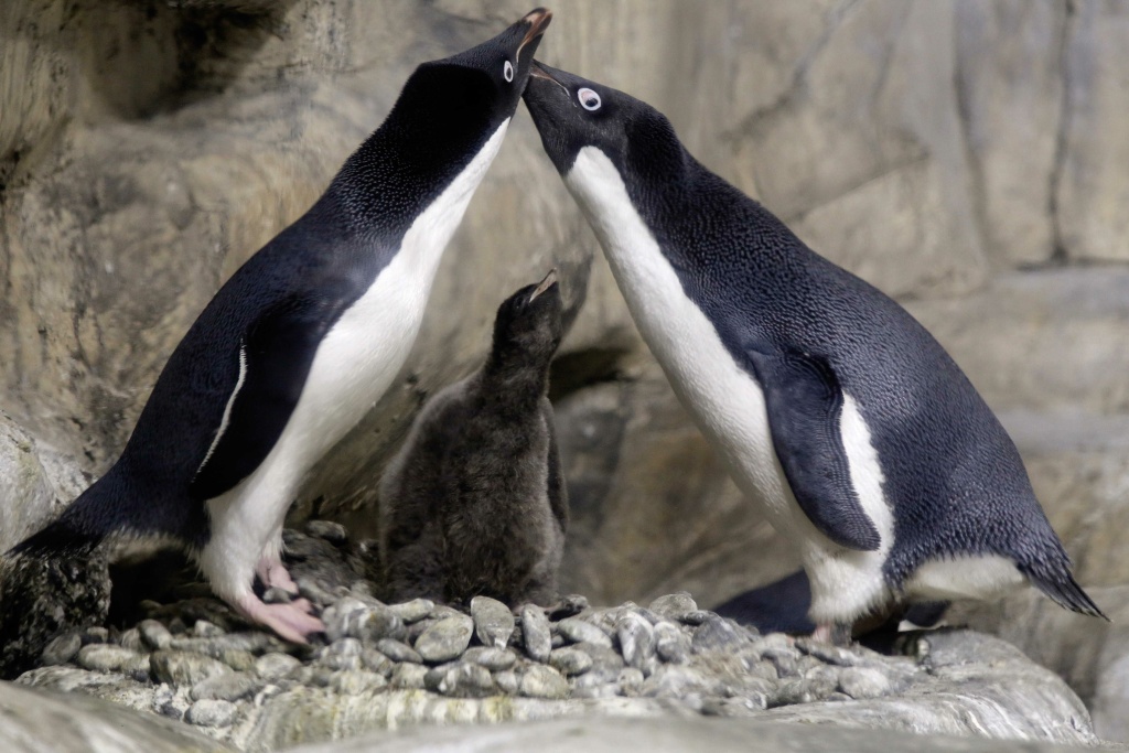 TOPSHOT-MEXICO-ZOO-PENGUINS-BIRTH An Adelie Penguin chick (Pygoscelis adeliae) less than a month old is protected by its parents while remaining in a recreated antarctic environment in the Guadalajara Zoo in Mexico on January 17, 2018.