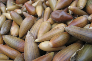 The acorns gathered by Back to Natives will be used for a habitat restoration project.