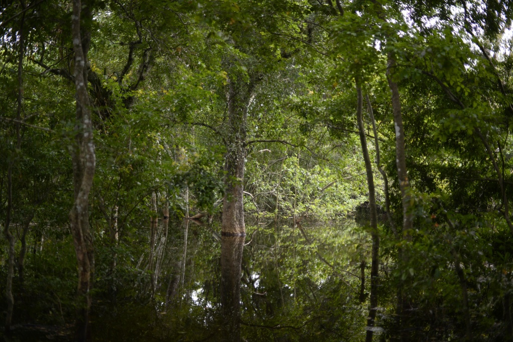 GUATEMALA-ENVIRONMENT-PEOPLE A forested area in the Mayan Biosphere in Carmelita municipality of Peten department 577 km north Guatemala city on the border with Mexico and Belize.