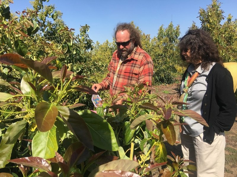 Eric Focht and Mary Lu Arpaia breed avocado trees across California. They're in search of varieties that will grow well in California's Central Valley. Eric Focht and Mary Lu Arpaia breed avocado trees across California. They're in search of varieties that will grow well in California's Central Valley.