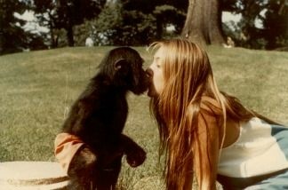 Mercer 19584 Laura-Ann Petitto with chimpanzee Nim, who she and researchers raised as a human as an experiment testing if he could learn sign language.