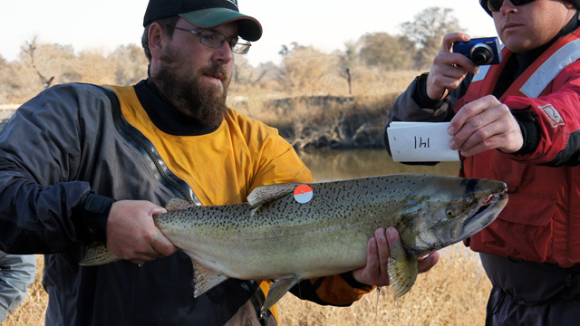 Dry RIver Charles Hueth holds up a tagged Chinook salmon for a photo before releasing it into the San Joaquin River.