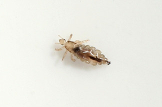A head louse (Pediculus humanus capitis) crawls on a piece of paper after having been removed from the hair of a little boy June 22, 2007 in Berlin, Germany.