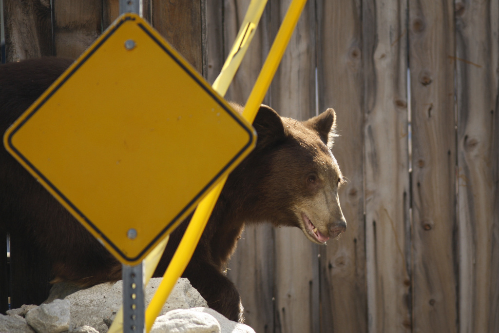 Bear Captured Near Los Angeles File photo: An adult black bear walks through a residential neighborhood on September 9, 2012 in Montrose, California.