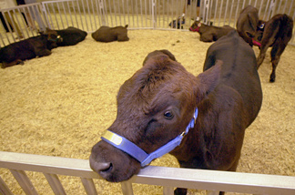 A calf from a herd of eight genetically identical cloned calves is presented during a press conference June 26, 2001 at the University of Georgia in Athens.