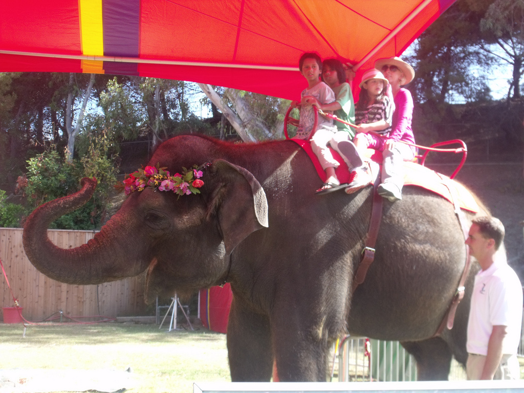 Orange County Fair ends elephant rides after a quarter century over