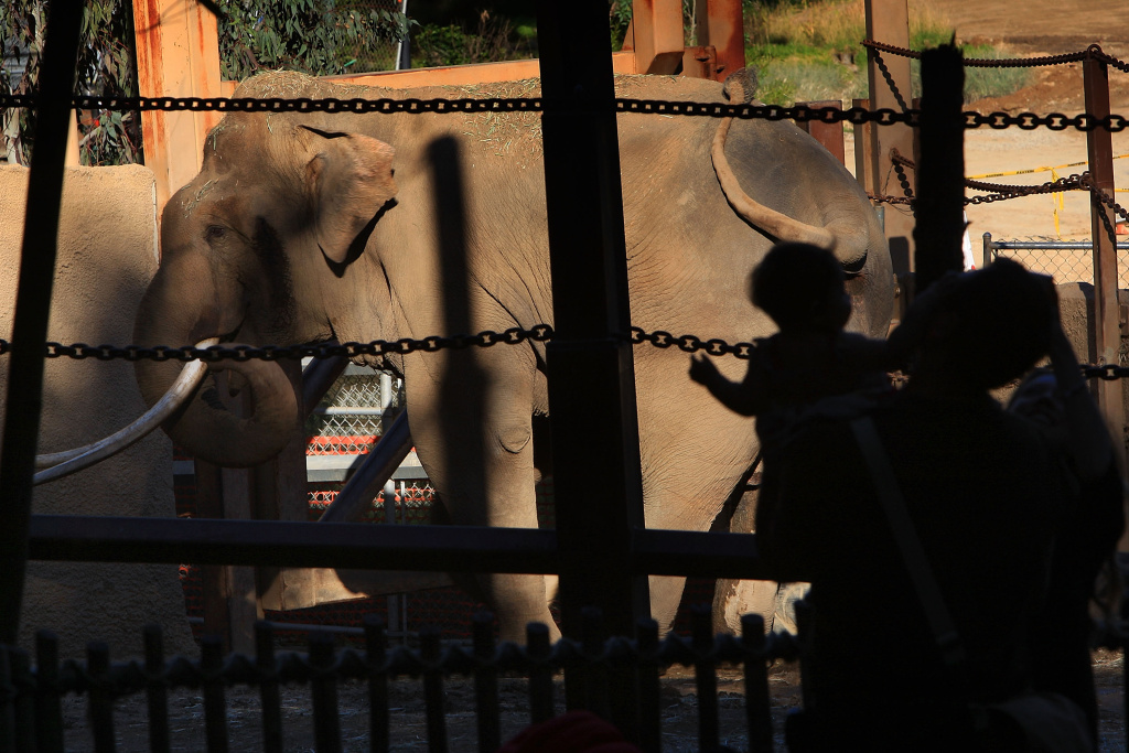 Patt Morrison A case for and against zoos 89.3 KPCC