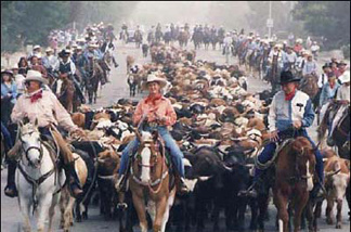 Mercer 7700 Cattle in Costa Mesa.