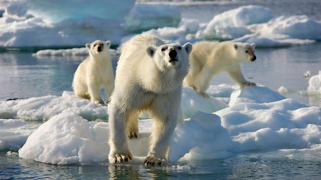 This Sunday at 8pm, Discovery premieres its beautiful new series, "Frozen Planet"