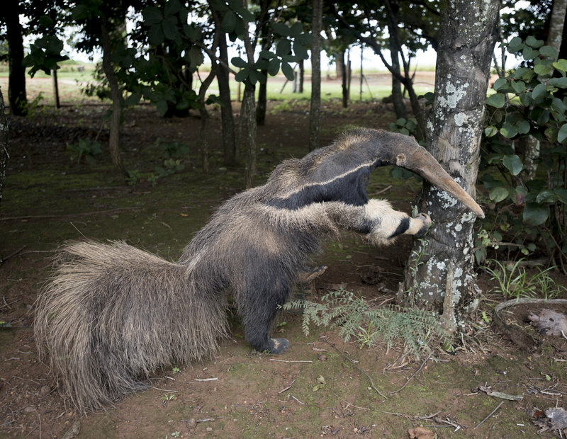 anteater-specimen---provided-by-an-anonymous-third-party-1-_custom-682a51d118b39bdc42cb3c2d869d0f5443dfd757-s800-c85.jpg In this photograph, which the museum says was provided by an anonymous third party, the stuffed animal at the heart of the controversy offers a sly pose for the camera — or might have, one imagines, had it been an actual living creature.