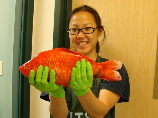 Giant Goldfish University of Nevada, Reno researcher Christine Ngai holds a goldfish found in Lake Tahoe.