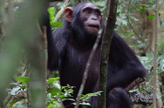 Mercer 13058 A 9-year-old female chimp carries a stick, seen just below her left arm.