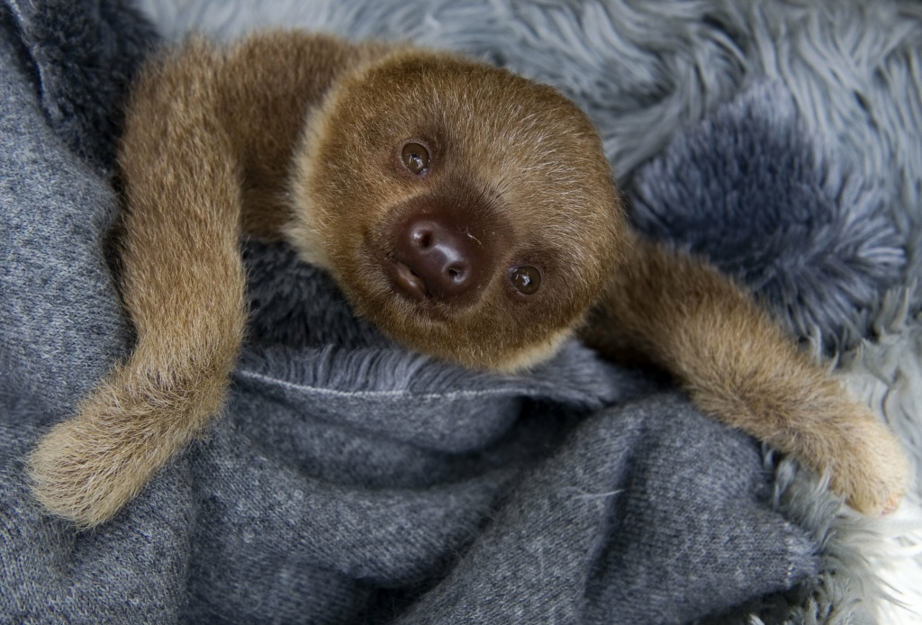 COLOMBIA-ANIMALS-SLOTH-FOUNDATION A baby two-toed sloth (Choloepus) at the Aiunau Foundation in Caldas, some 25 km south of Medellin, Antioquia department, Colombia on September 15, 2012.