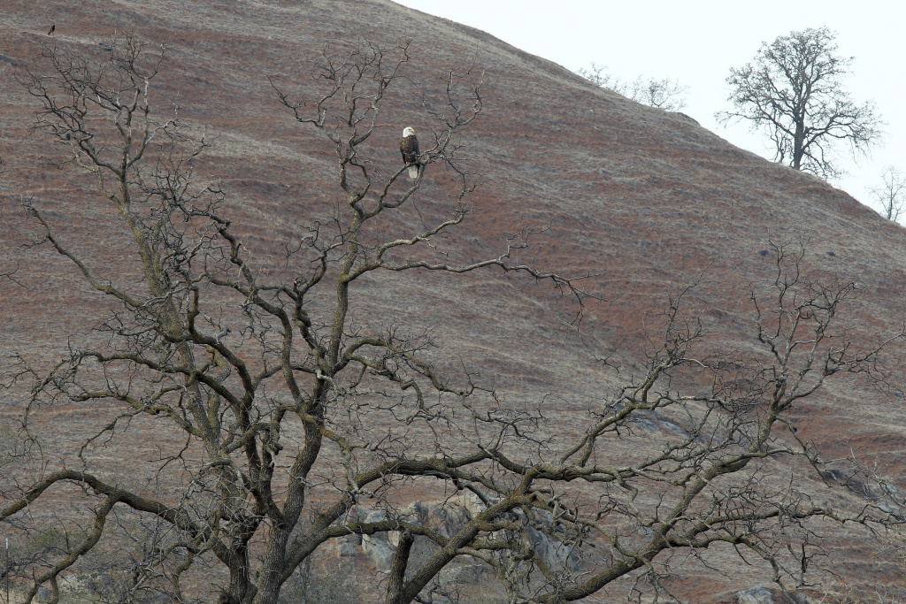 California's Central Valley Impacted By Major Drought A bald eagle perches in an oak tree on hills of pastureland that has turned of dirt and dead grass on February 5, 2014 near Visalia, California. Now in its third straight year of unprecedented drought, California is experiencing its driest year on record, dating back 119 years and possible the worst in the past 500 years.