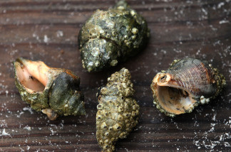Dead hermit crabs found on a public beach on June 2, 2010 in Dauphin Island, Alabama. Oil related to the Deepwater Horizon accident began to appear yesterday on the shores of Alabama.