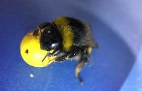 Bee holding a mini-ball