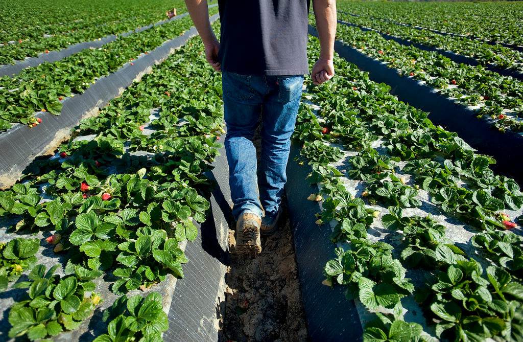 Take Two® Cold temperatures send Ventura County strawberry growers