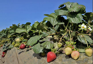 California's strawberry fields have become the latest battleground in a series of skirmishes over pesticide use. Growers say they need state regulators to approve the use of the fumigant methyl iodide as a replacement for methyl bromide, which damages the ozone layer.