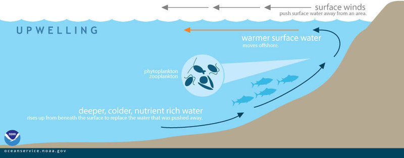 upwelling_custom-4876c5f79aa32af72ea50670b7ad192f33be9115-s800-c85.jpg During upwelling, wind-displaced surface waters are replaced by cold, nutrient-rich water that