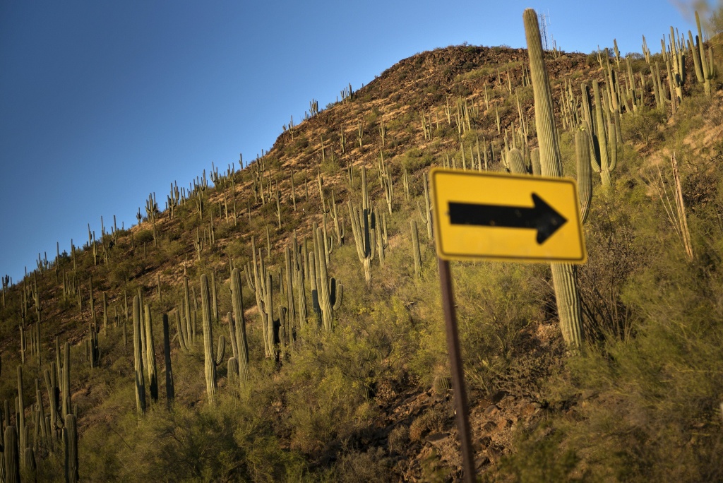 US-LANDSCAPE-TUCSON A road sign and cacti are seen on Tumamoc Hill May 13, 2015 in Tucson, Arizona.