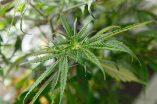 A marijuana plant grows legally under lights at the Boulder County Caregivers in Boulder, Colo.