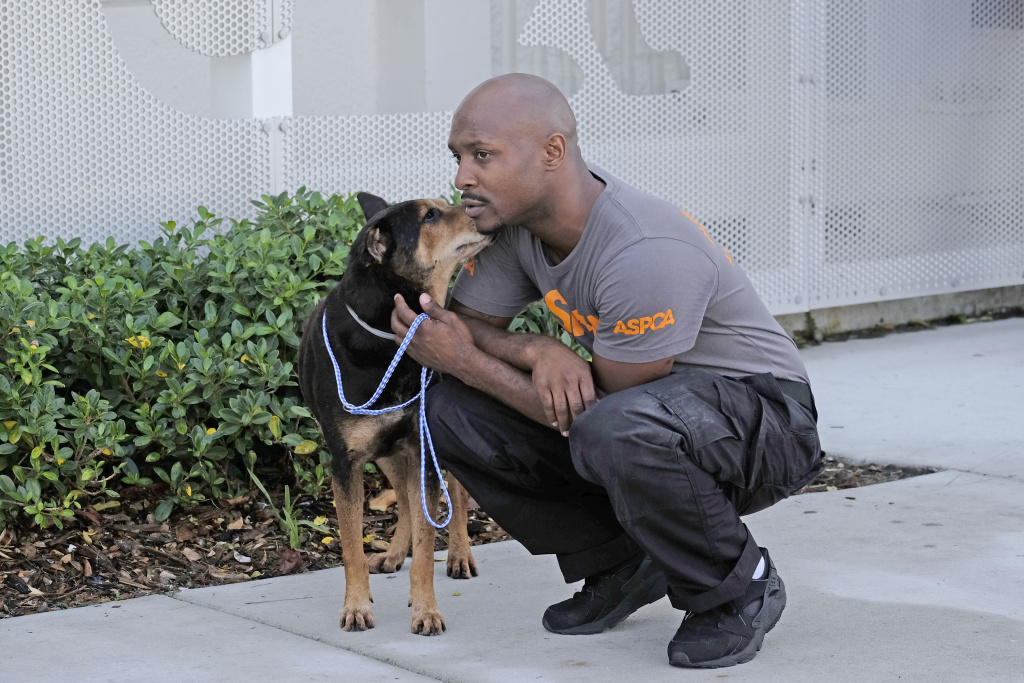 US-WEATHER-STORM-IRMA ASPCA rescue worker Marlon Roberts comforts a terrier mix at the Miami Dade Animal shelter before sending the dog to South Carolina for adoption in the aftermath of Hurricane Irma, September 13, 2017 in Miami, Florida.