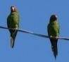 Mercer 5238 parrots on wire