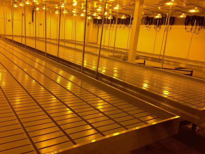 GrowRoomBig-800x600.jpg One of the gymnasium-size grow rooms at Pegasus Nevada.
