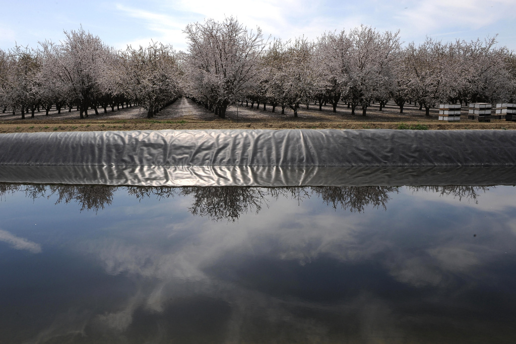 A field of almond trees is reflected in an irrigation canal in Firebaugh, Calif., in the San Joaquin Valley in 2009. The Almond Board of California says that in the past two decades, the industry has reduced its water consumption by 33 percent per pound o A field of almond trees is reflected in an irrigation canal in Firebaugh, Calif., in the San Joaquin Valley in 2009.