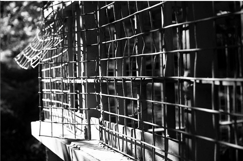 33 caged dogs rescued from filthy SoCal puppy mill barn ...