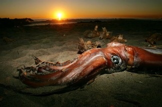 Mercer 14762 A giant squid lies on the beach after it washed ashore on January 19, 2005 in Newport Beach, California. Video images have been captured of giant squid in the ocean.