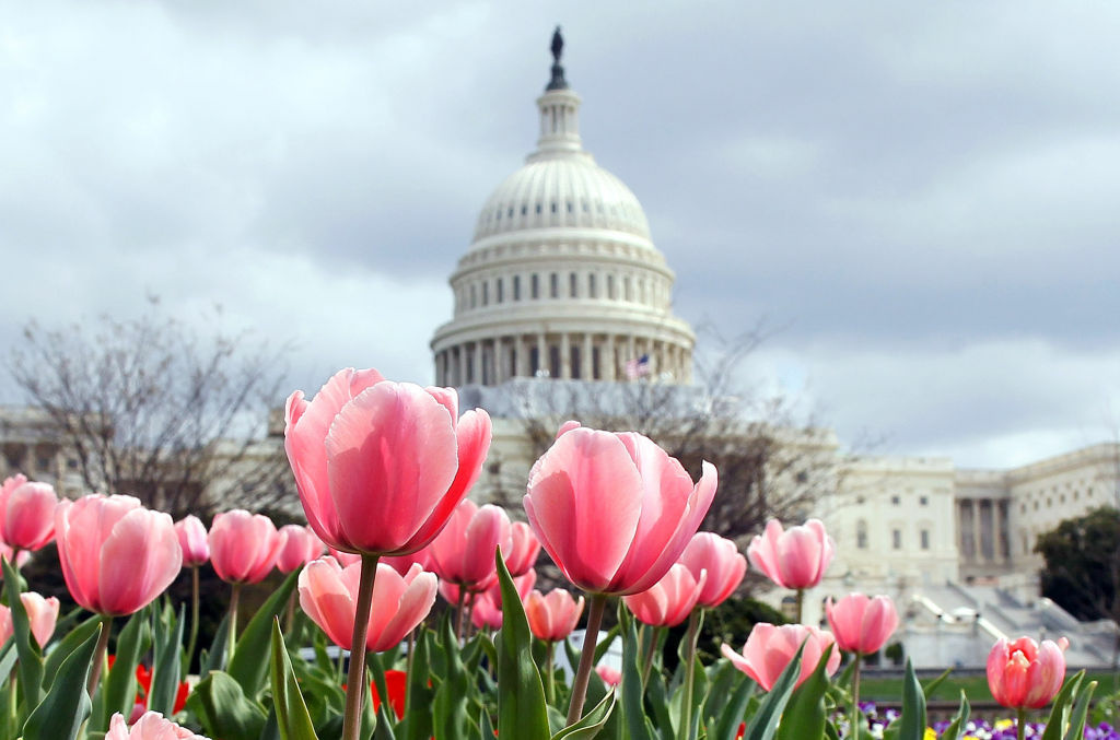 U.S. Capitol Building Flowers are in full bloom in front of the U.S. Capitol in Washington, DC.
