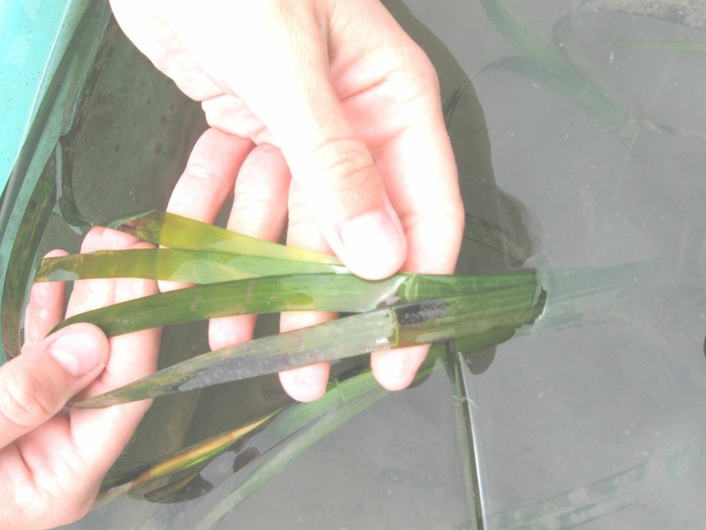 eelgrass Eelgrass, an underwater, flowering plant, has long, thin blades that suck CO2 out of the water. The sediments around eelgrass also sequester carbon.