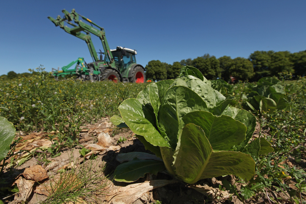 Farmers Fear Ruin Following EHEC Outbreak Farmer Tobias Haack drives a tractor over 100,00 heads of romaine, iceberg and ten other types of lettuce in order to mulch them back into the ground at one of his fields on June 4, 2011 near Hamburg, Germany.