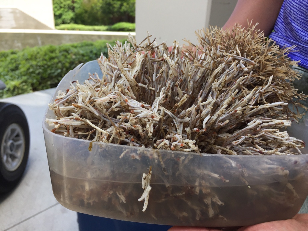 A Smithsonian scientist holds a container of invasive tube-building worms called serpulids. A Smithsonian scientist holds a container of invasive tube-building worms called serpulids.