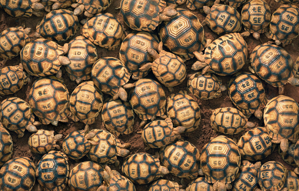 endangered species Carving an ID code on the shells of ploughshare tortoises discourages poachers from stealing them from a breeding station.