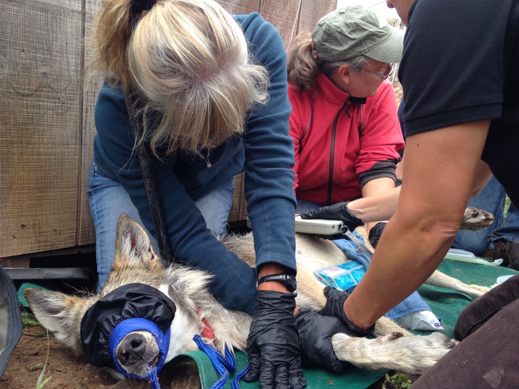 A team of volunteers works with the U.S. Fish and Wildlife Service to take vital signs on a captive female Mexican gray wolf at the Sevilleta National Wildlife Refuge in New Mexico. A team of volunteers works with the U.S. Fish and Wildlife Service to take vital signs on a captive female Mexican gray wolf at the Sevilleta National Wildlife Refuge in New Mexico.