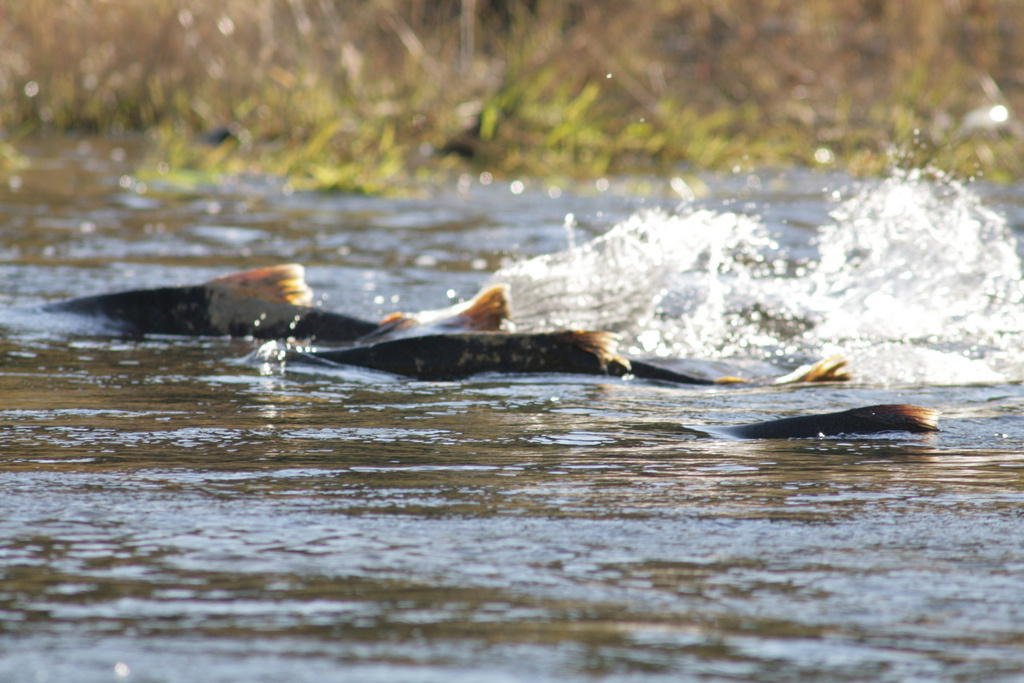 Chinook salmon on the Tuolumne River in the Central Valley.