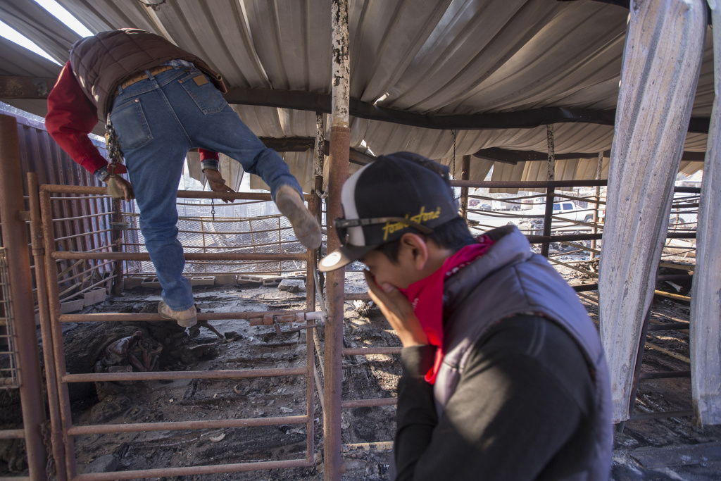 Southern California Wildfires Forces Thousands to Evacuate Arturo Castaneda climbs into a stall to collect horse shoes from his dead horse, Petacas, as fellow worker Anthony Martin looks on after 29 horses at Rancho Padilla died in the Creek Fire on December 6, 2017 near Sylmar, California.