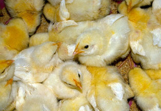Mercer 3795 Baby chicks at R&B Acres, a farm in Oregon, Wis., that supplies free-range chickens to consumers through the help of Local Dirt, a national online marketplace for local food.