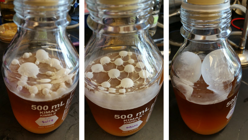 Sour Beer Souring yeast are more resistant to alcohol and hops, allowing for stronger, hoppier beers.