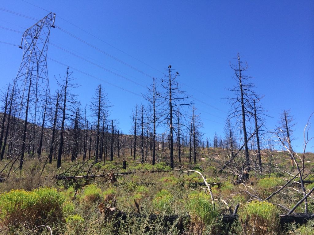 Take Two Forest recovery five years after the Station Fire 89.3 KPCC