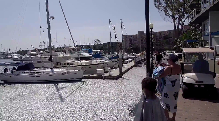 Fish Kill Dead fish can be seen flooding Marina Del Rey.