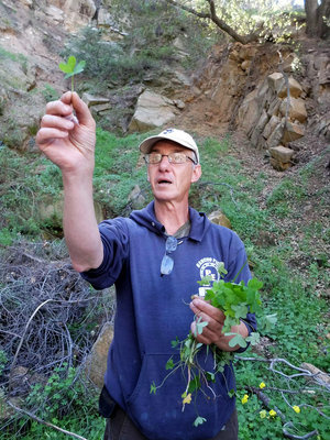 Urban foraging Pascal Baudar, seen on a foraging hike, is the author of