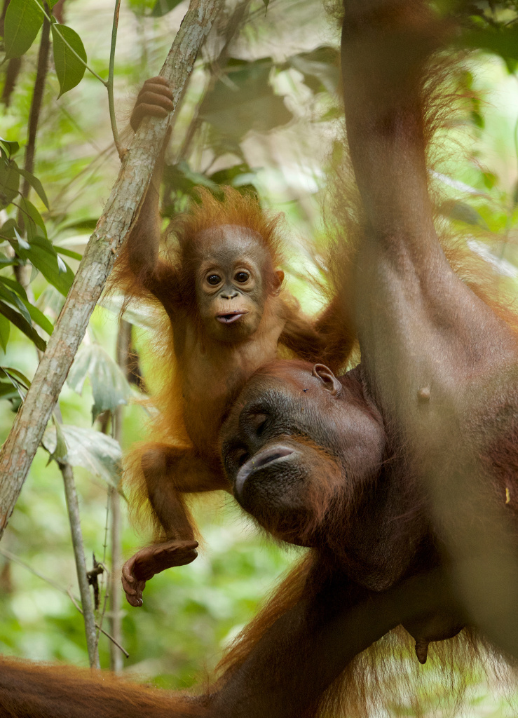 An orangutan mother and her 11-month old infant in Borneo. Orangutans breast-feed offspring off and on for up to eight years.