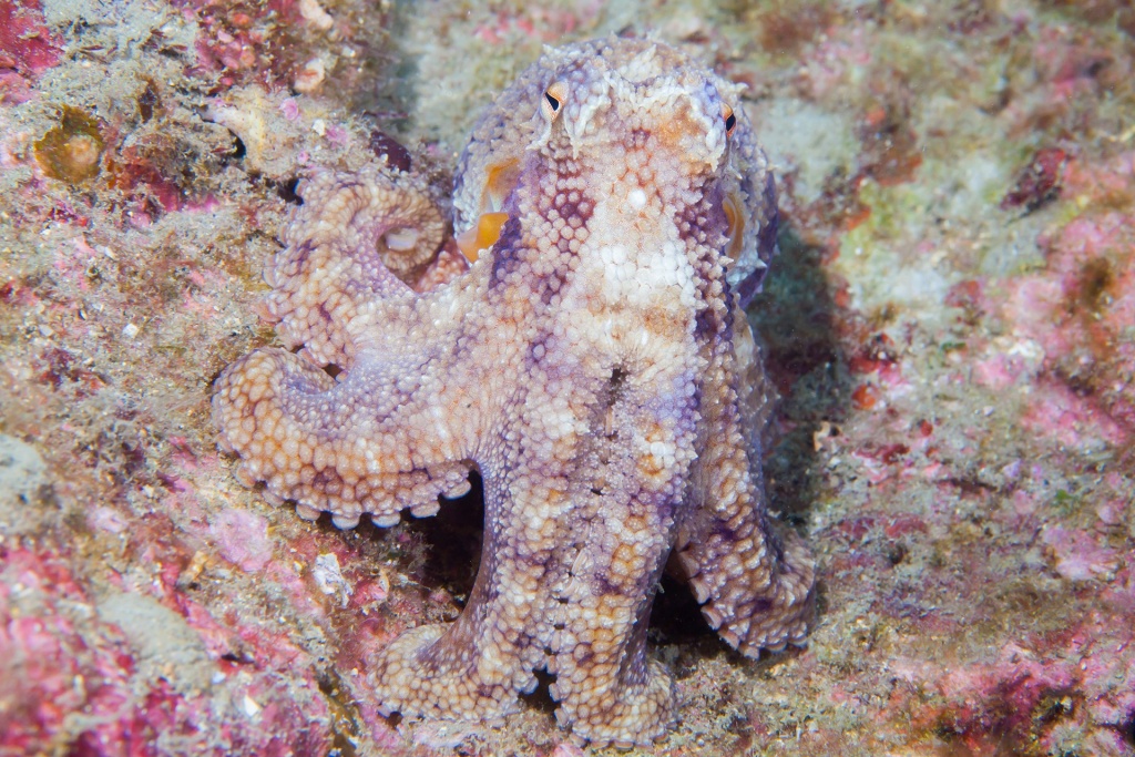 Can you spot the camouflaged squid?
