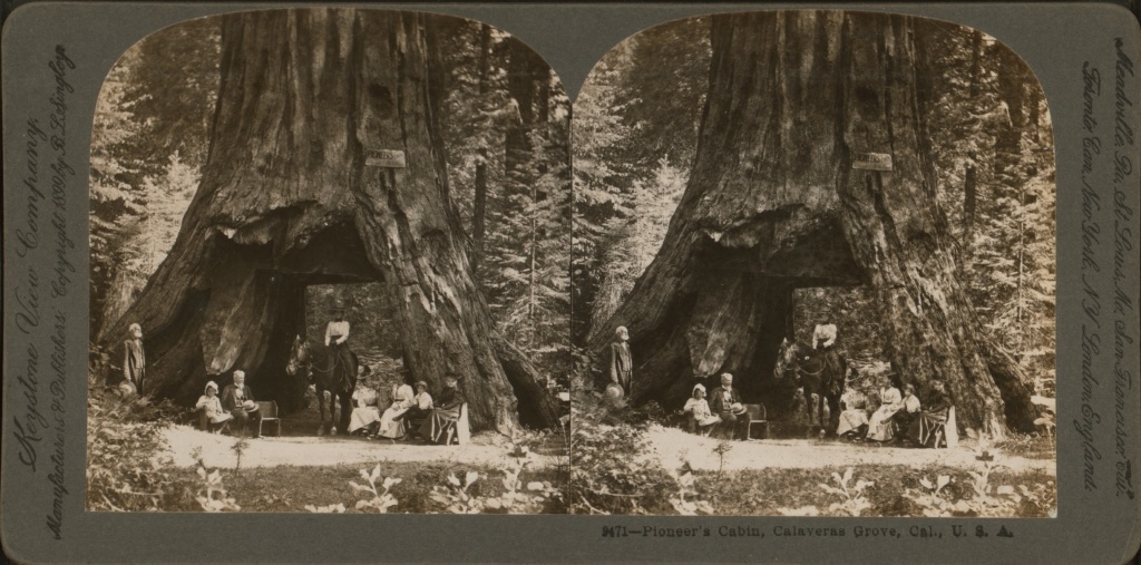 A 1899 stereograph shows the Pioneer Cabin sequoia in Calaveras Grove, Calif. A 1899 stereograph shows the Pioneer Cabin sequoia in Calaveras Grove, Calif.