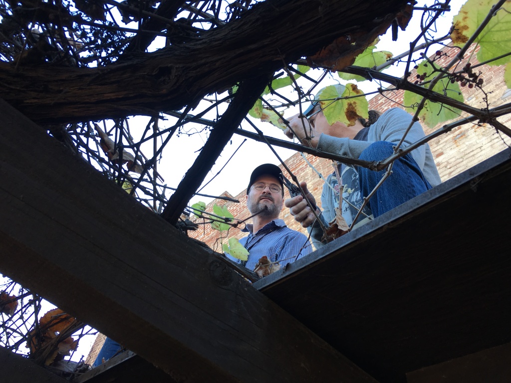DIY Winemakers Winemakers Michael Holland and Wes Hagen working with the Olvera Street vine.