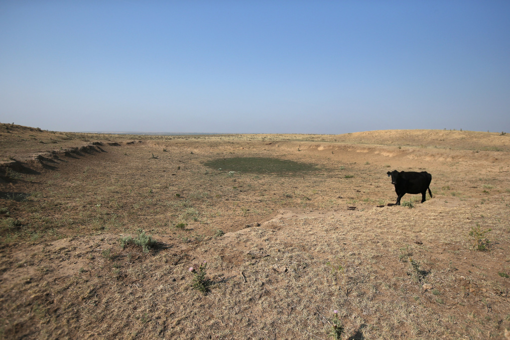 Historic Drought Cripples Ranches And Farms In American West EADS, CO - AUGUST 22: A cow walk on a dried-up pond in a drought-ravaged pasture on August 22, 2012 near Eads, Colorado. The severe drought has dried up most of eastern Colorado's natural grassland, forcing many ranchers to sell off much of their livestock early to feedlots, which fatten up the cattle for slaughter. More than 50 percent of high plains areas of eastern Colorado, Nebraska and Kansas are still in extreme or exceptional drought, despite recent lower temperatures, according to the University of Nebraska's Drought Monitor. The record-breaking drought, which has affected more than half of the continental United States, is expected to drive up food prices by 2013 due to lower crop harvests and the adverse effect on the nation's cattle industry. (Photo by John Moore/Getty Images)