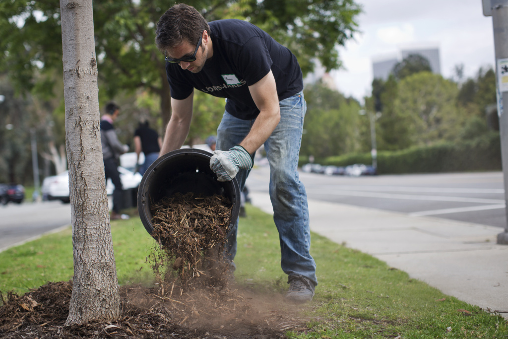 Slideshow Urban trees dying in drought. What you need to know 89.3 KPCC